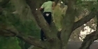 Raw: Golfer climbs tree to hit ball