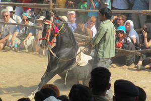 Dancing Marwari horse. Photo / Supplied