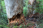 Kauri icons threatened by inaction