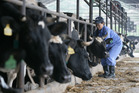 China is playing a growing role in the global dairy industry. Photo / Getty Images