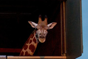 Kiwi giraffe finds new home