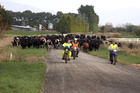 Debt weighing down dairy sector