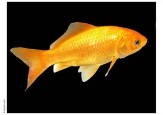 goldfish-t8402.jpg