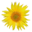 MediaWiki Flower