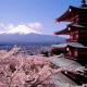 Japan Cherry Blossom Mt Fuji.jpg