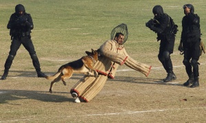A dog chases a mock intruder during a function to celebrate the 29th Raising Day of the Indian National Security Guard (NSG) in Manesar, about 60 km (38 miles) south of New Delhi, October 16, 2013. The NSG is a federal contingency force established in 1984 and a quick reaction elite force for neutralizing militants, hijackers and kidnappers in situations which are beyond the capability of local forces to handle. REUTERS/Anindito Mukherjee