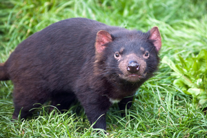 Tasmanian devil. Photo / File