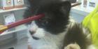 Crossbow cat teen may get diversion