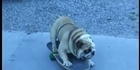 Skateboarding bulldog 