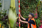 Corpse flower a Kiwi first