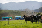 A milk tanker leaves the Te Rapa Fonterra Dairy Factory. Photo / Christine Cornege