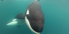 Diver films rare orca encounter