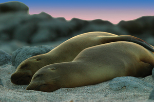 Sea lions, usually a very curious lot, take a break. Photo / Supplied