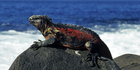 A marine iguana basks on Galapagos Islands rocks. Photo / Thinkstock