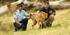 Cheetah dies on way to zoo