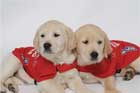The Great Guide Dog Online Auction