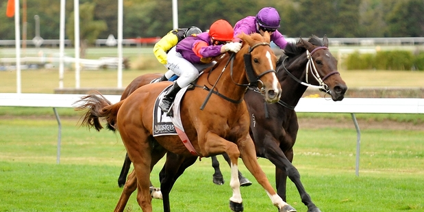 Thorn Prince (chestnut) will appreciate the longer distance of the Foxton Cup at Wanganui today. Photo / Race Images