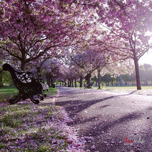 greenwich park - love_and_life_images