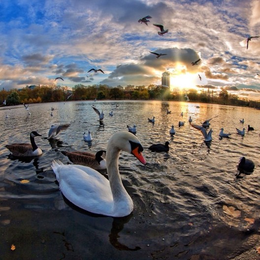 Swan on the Serpentine Lake, Hyde Park - photos of London - j0hnb0y77