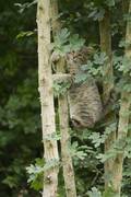 Wildkatze klettert Baum hoch (Foto: Thomas Stephan)