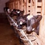Welfare issues for calves reared for veal