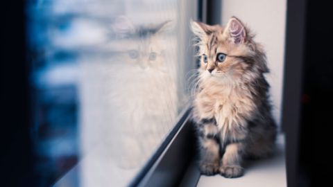 Persian kitten and reflection by window