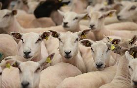 Kiaulių maras gali paskatinti avininkystės plėtrą