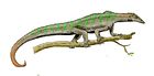 Megalancosaurus preonensis