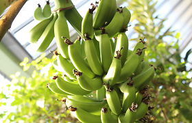 Kretingos žiemos sode ėmė nokti bananai