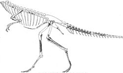 Segisaurus halli.jpg
