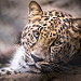 Amur Leopard Stare