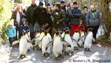 Zürich Zoo Menschen folgen Pinguine (Reuters/A. Wiegmann)