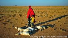 Somalia Dürre verendente Ziegen (Getty Images/AFP/M. Abdiwahab)
