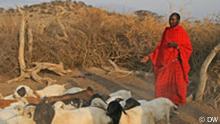 Massai com rebanho próprio na Tanzânia; exploração de urânio pode desapropriar pastores e agricultores no país