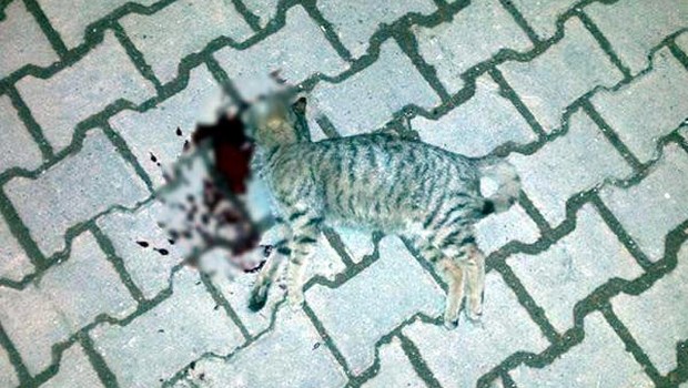Tekirdağda iki kedi başlarına sert cisimle vurularak öldürüldü