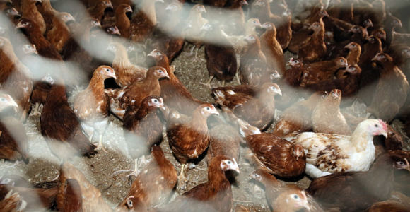 Lietuva iki kovo turėtų gauti leidimus eksportuoti jautieną ir paukštieną į Japoniją
