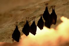 Bats hang from the roof of a cave in Mikulov, Czech Republic, on March 9, 2015. Up to 600 bats spend the winter here in the caves.
