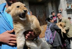 The grandchildren of a Palestinian man, Saad al-Jamal, pet two lion cubs outside their family house in the Rafah refugee camp in the southern Gaza Strip on March 19, 2015. Al-Jamal, who says he bought the two-month-old cubs from the Rafah Zoo, lives with the animal inside this family home.