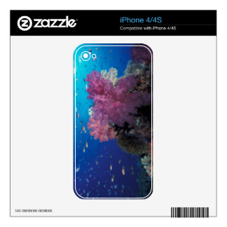 Coral Reef Hartlove iPhone 4S Decal