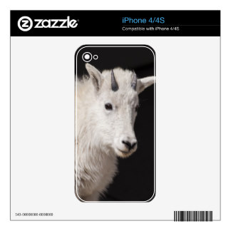 Baby Mountain Goat iPhone 4S Skins