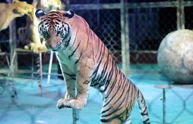 Latvijos parlamentas preliminariai pritarė draudimui cirkuose naudoti laukinius gyvūnus