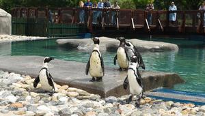 Bursa Zoo’nun yeni misafirleri fok ve penguen
