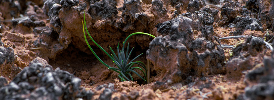 a tiny plant grows out of black and brown, knobby soil