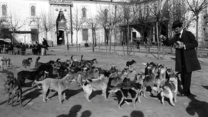 İstanbul kent tarihine farklı bir bakış: Sokak Köpekleri
