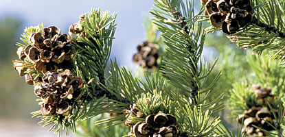 photo: pinyon pine