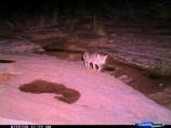 Summer monsoon storms leave behind temporary pools of water which in turn attract mammals like the grey fox (Urocyon cinereoargenteus).