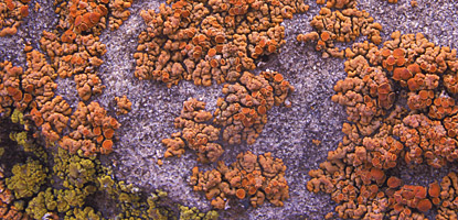 photo: Closeup of lichens on sandstone