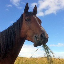 Researchers have compared the way horses chew grass with ruminants such as cows and sheep.