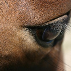 Weanlings and the chill of winter: Study explores respiratory disease risk