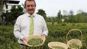 Doğu Karadenizde üretilen çayın tüketildiği ülke sayısı 100e ulaştı